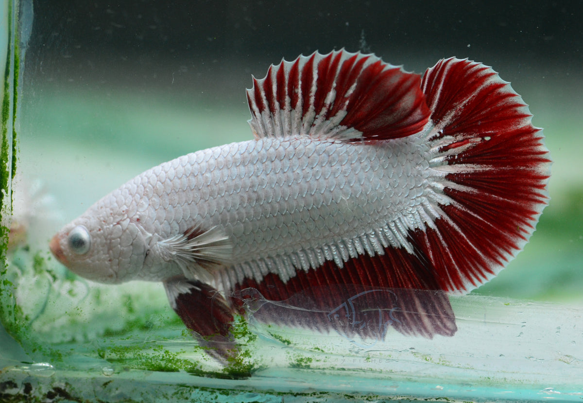 Red  Dragon HMPK Male