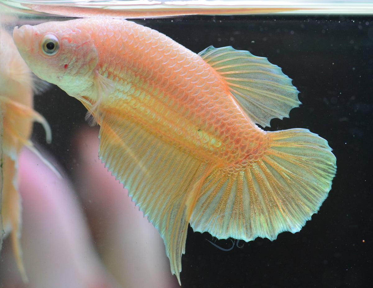 Gold HMPK Male