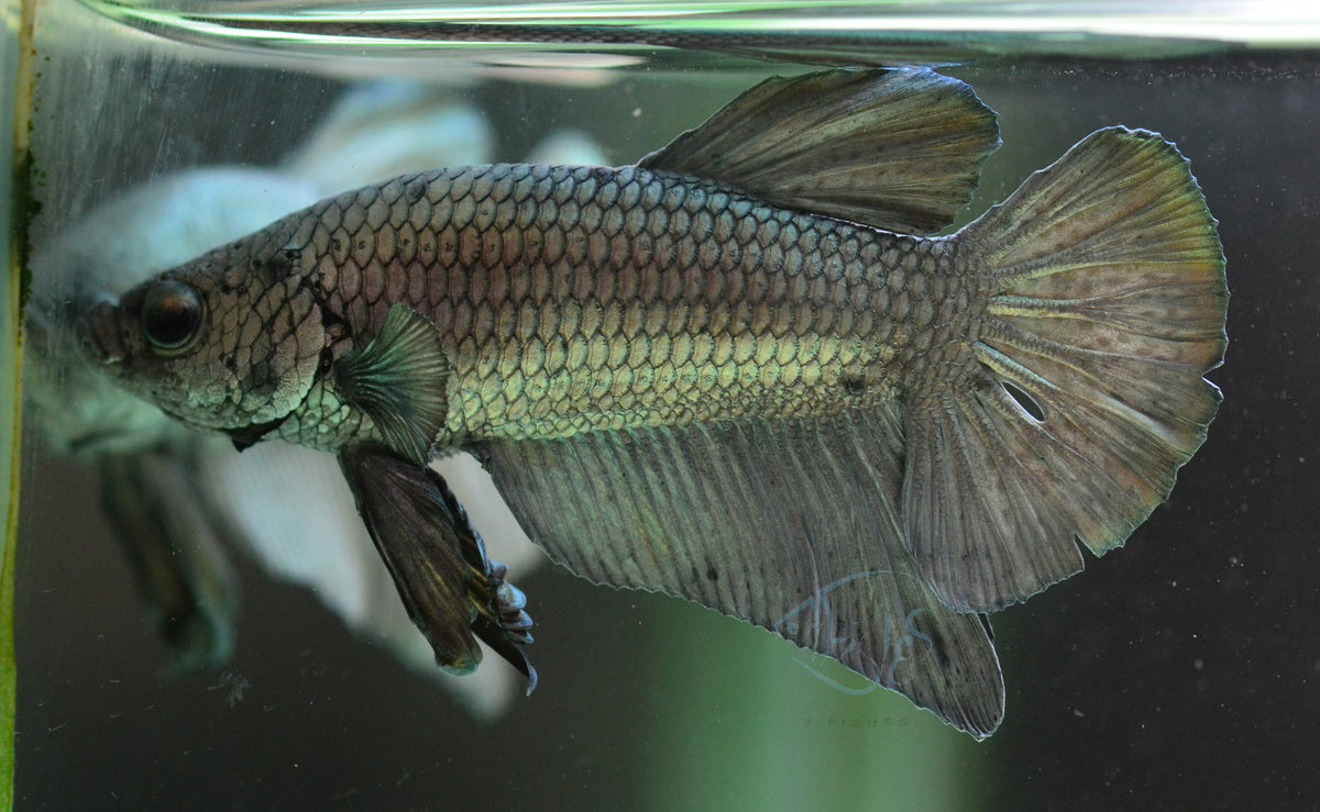 Copper HMPK Male