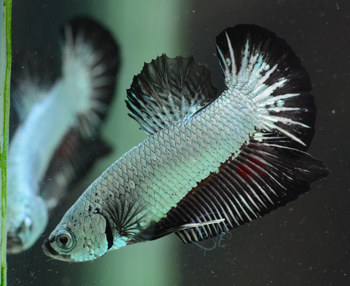 Black Dragon HMPK Male