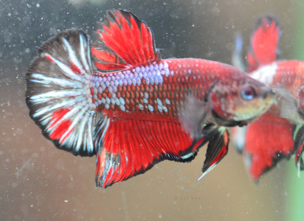 Red Fancy HMPK Male
