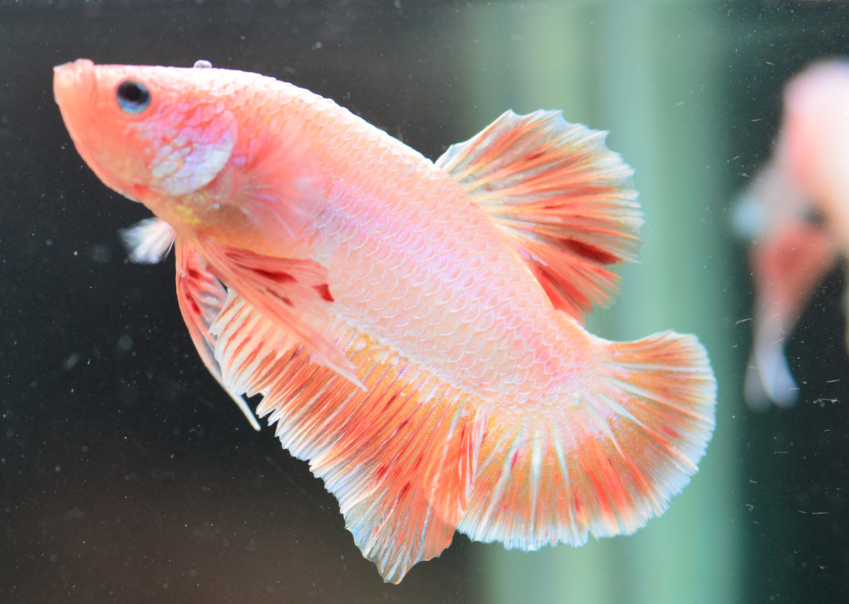 Pastel Orange HMPK Male