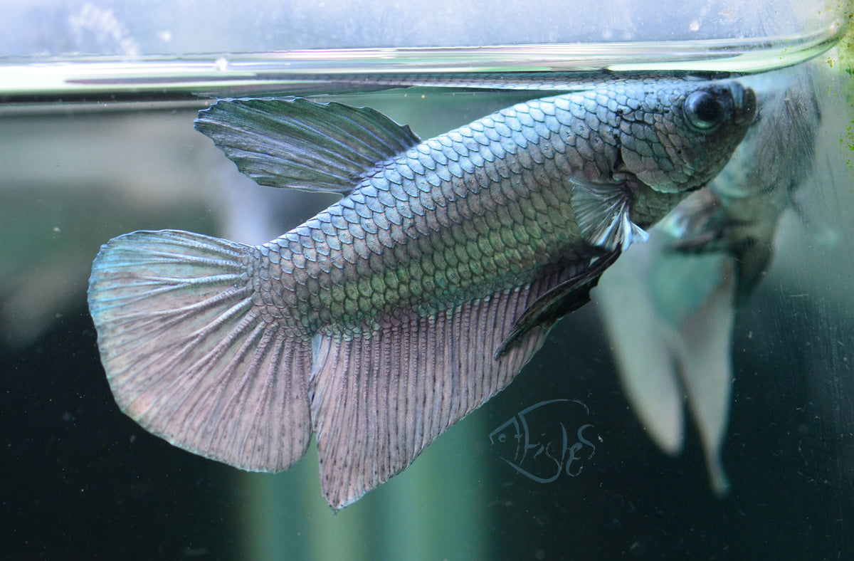Copper HMPK Male