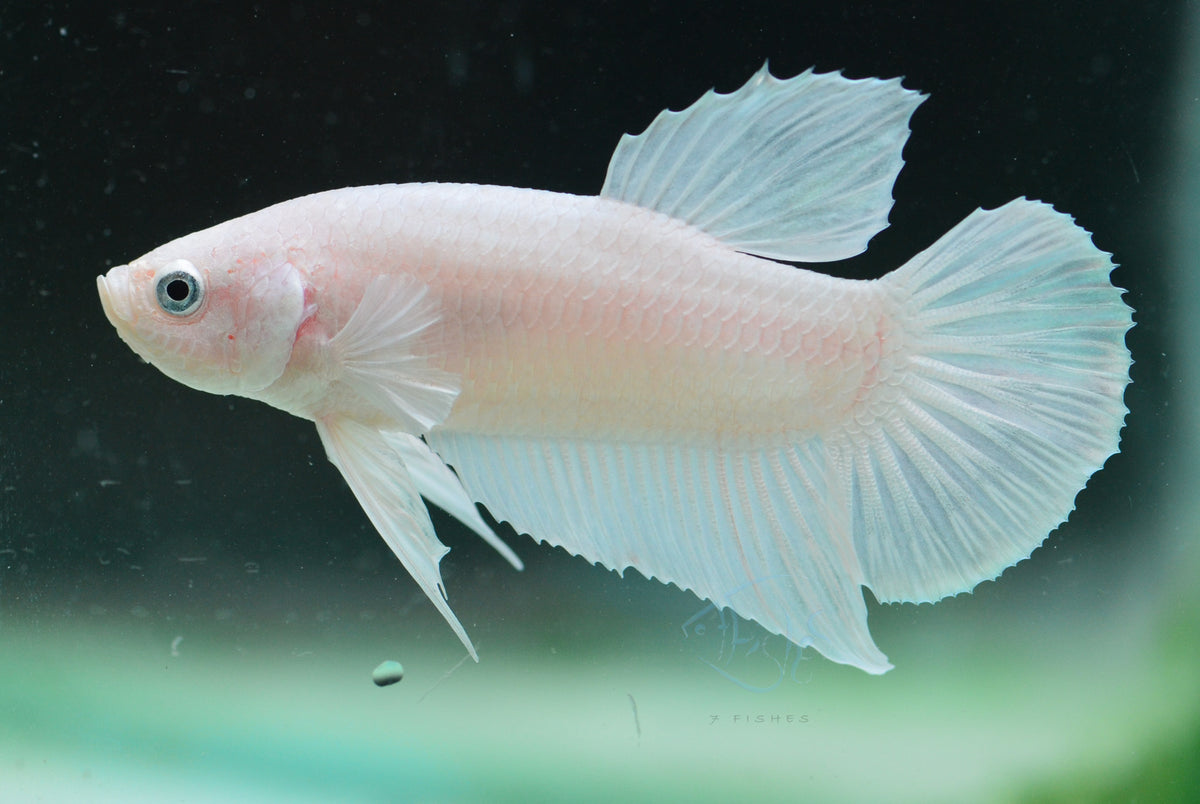 Platinum HMPK Male