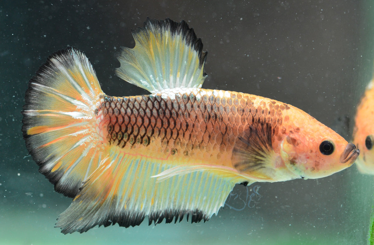 Yellow Marble HMPK Male