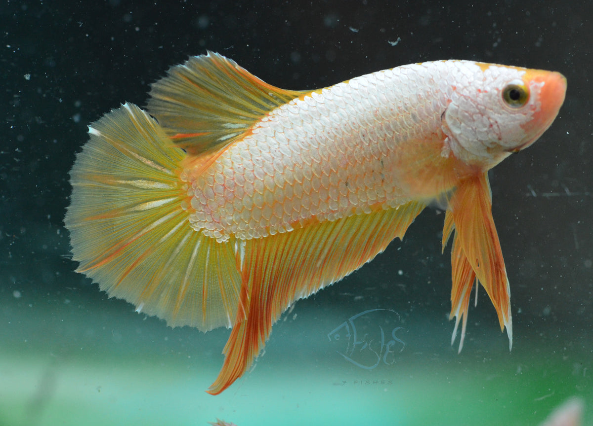 Yellow Dragon HMPK Male