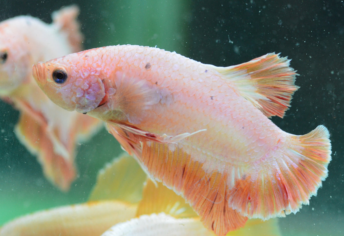Pastel Orange HMPK Male
