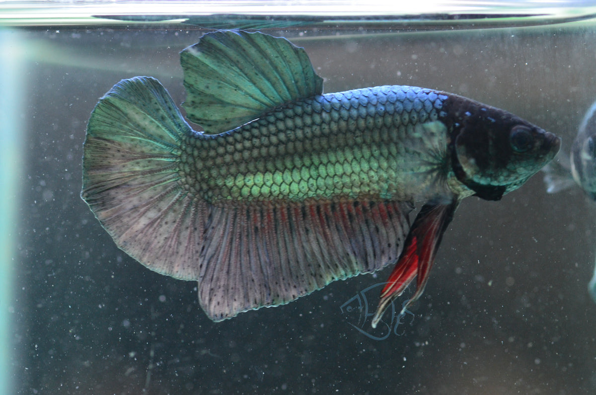 Copper HMPK Male