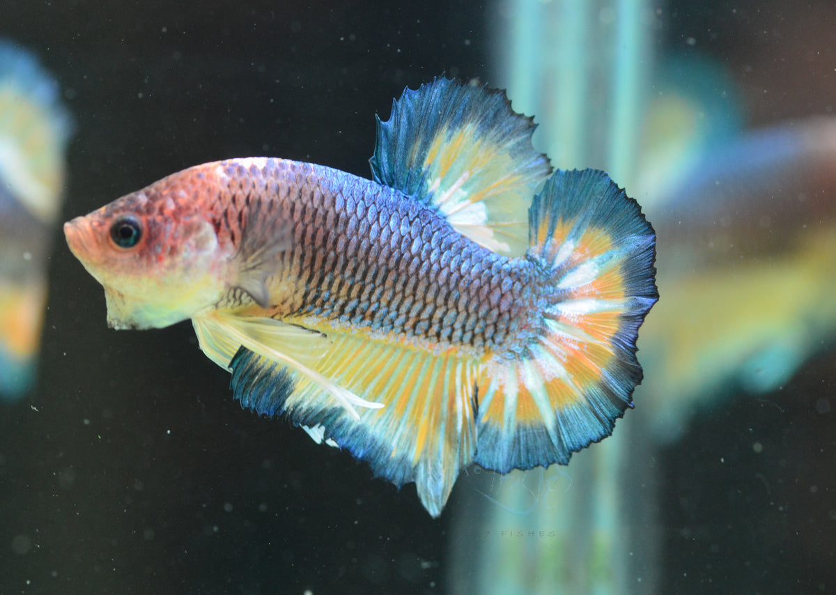 Mustard HMPK Male