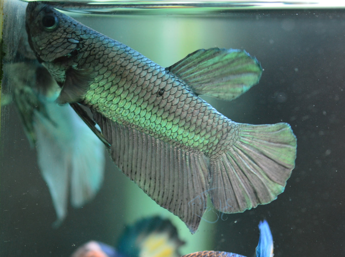 Copper HMPK Male
