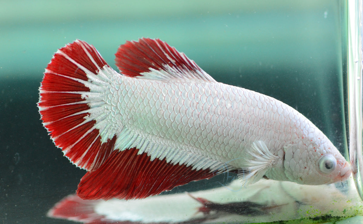 Red Dragon HMPK Male