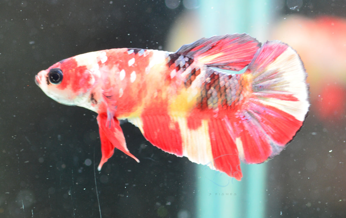 Copper Nemo HMPK Male
