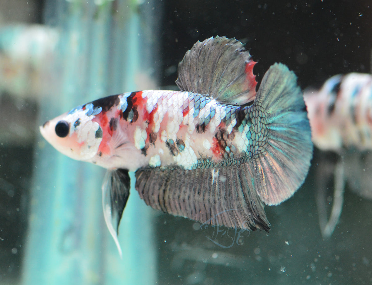 Copper Koi HMPK Male