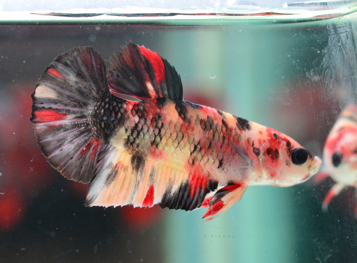 Copper Nemo HMPK Male
