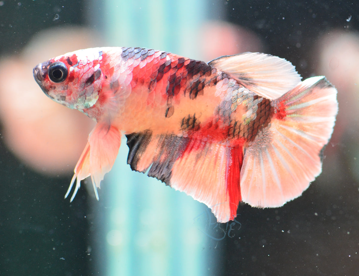 Copper Nemo HMPK Male