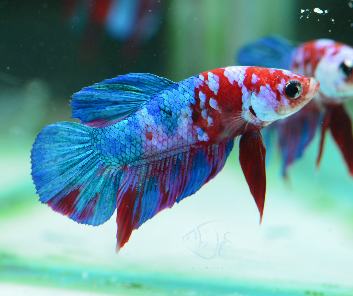 Red Galaxy HMPK Male