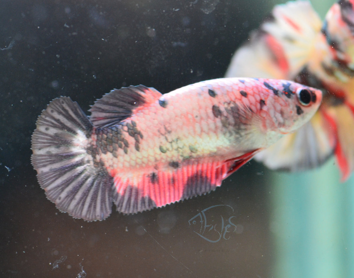 Copper Marble HMPK Female