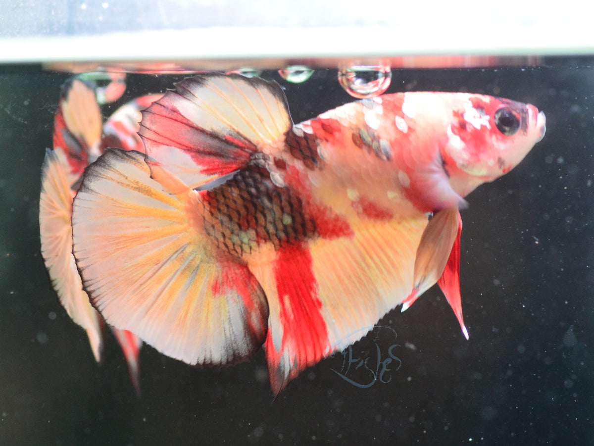Copper Nemo HMPK Male