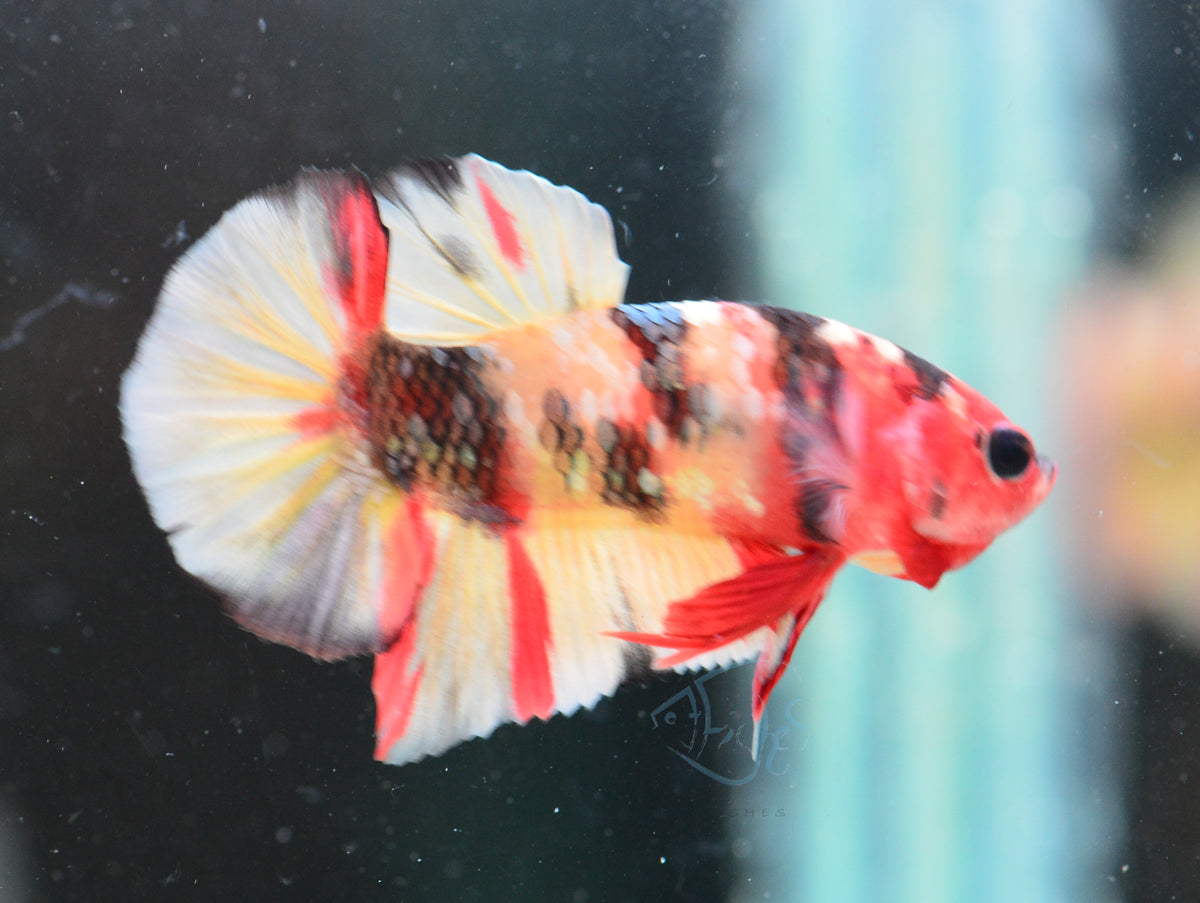 Copper Nemo HMPK Male