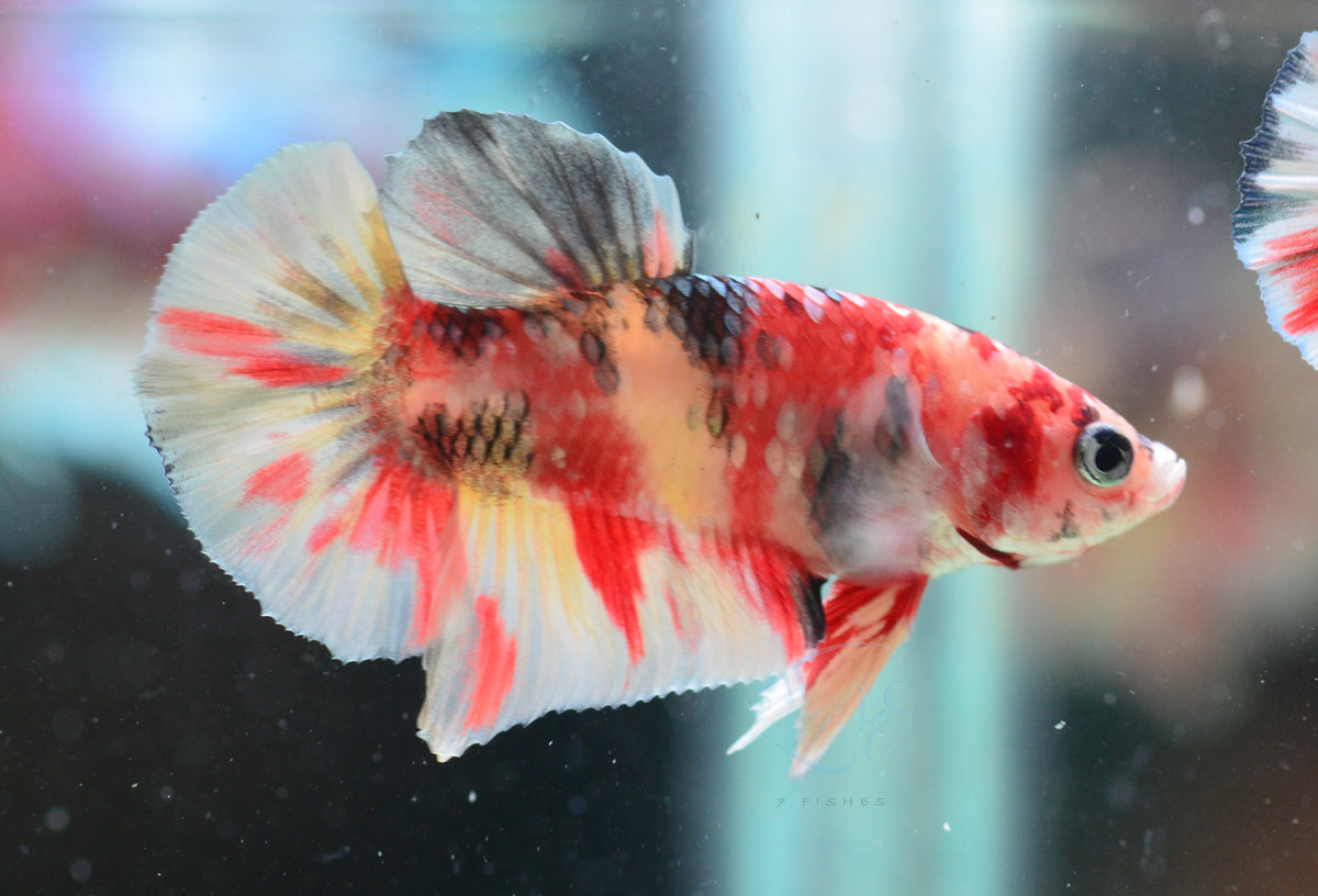 Copper Nemo HMPK Male