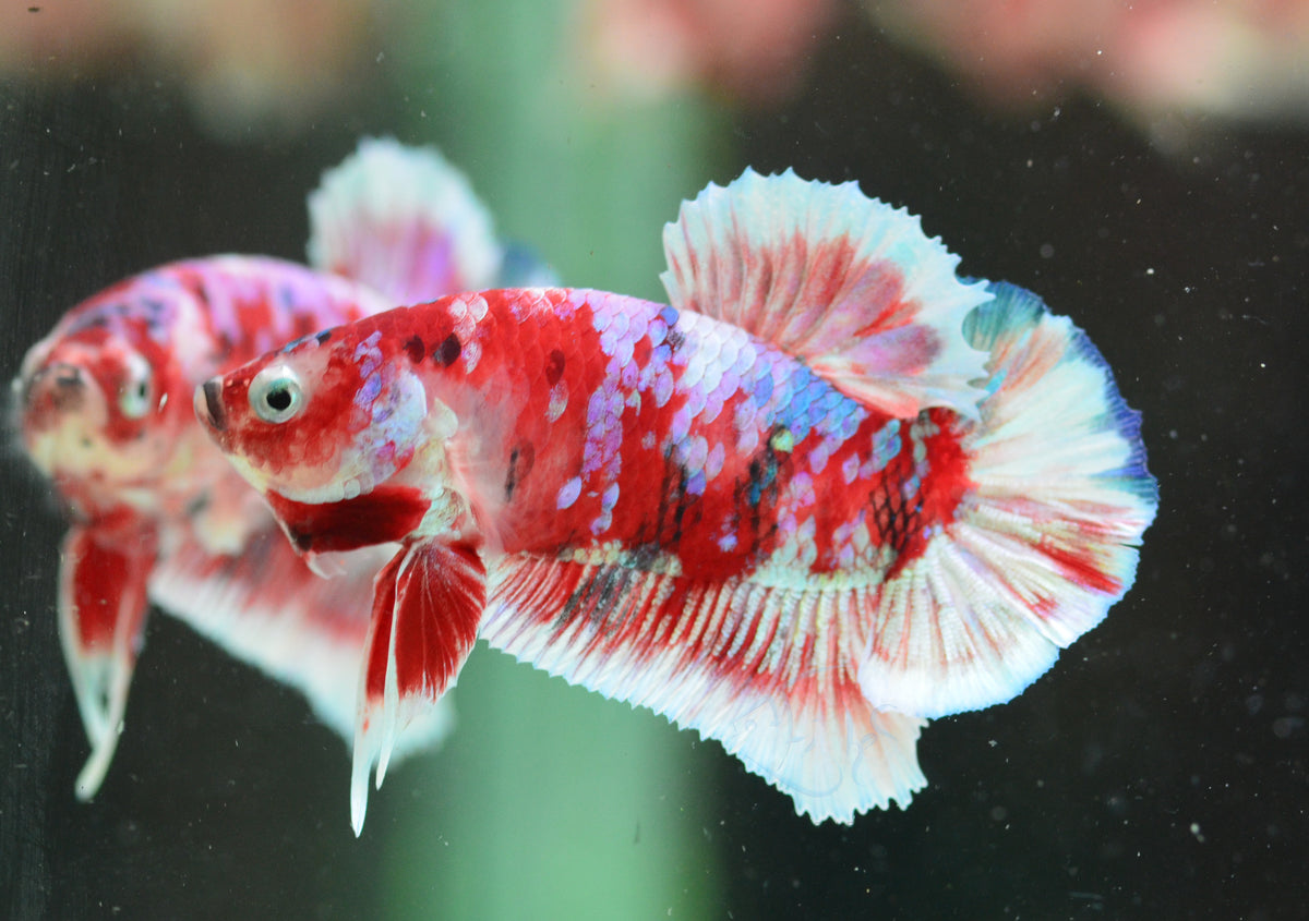 Red Snow Galaxy (Barongsai) HMPK Male