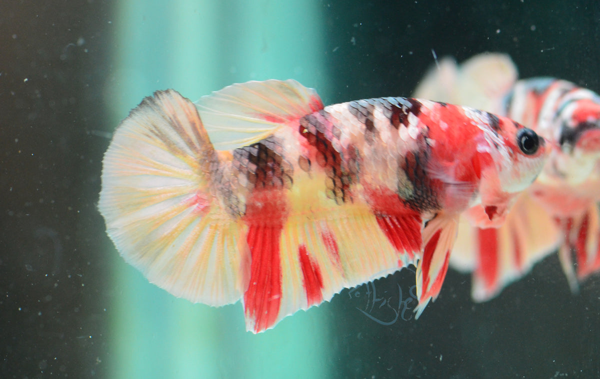 Copper Nemo HMPK Male