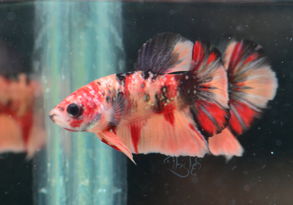 Copper Nemo HMPK Male