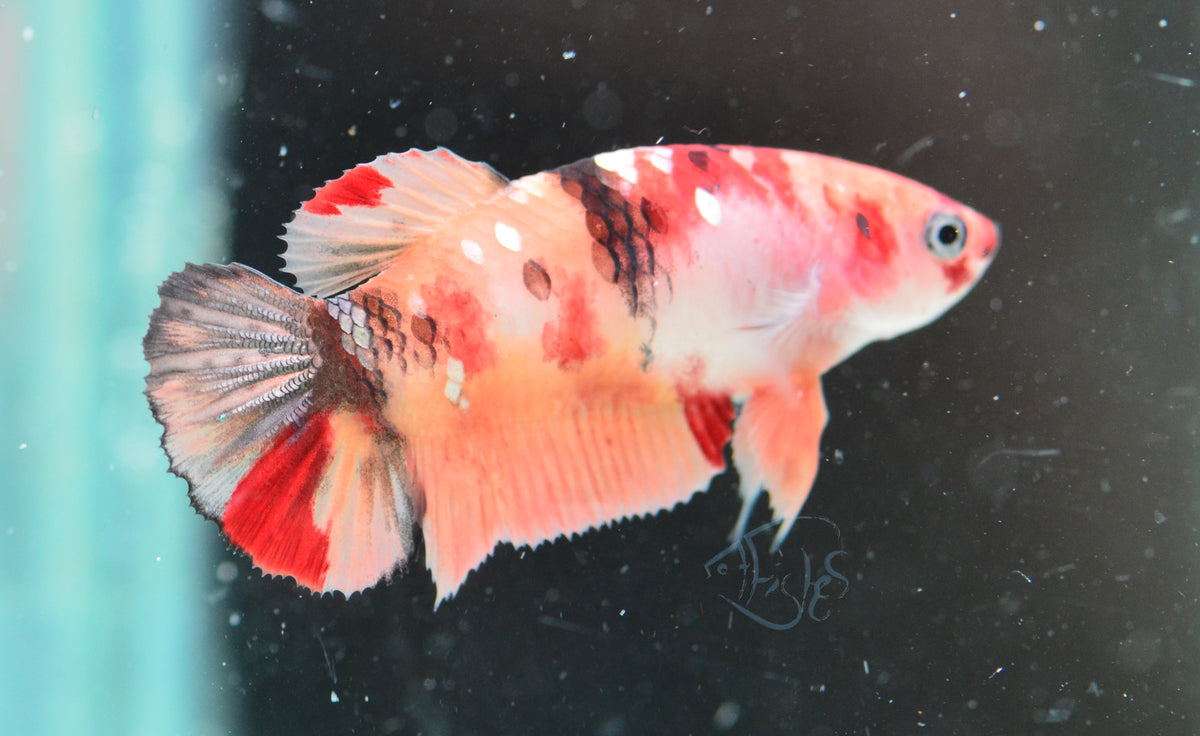 Copper Nemo HMPK Female
