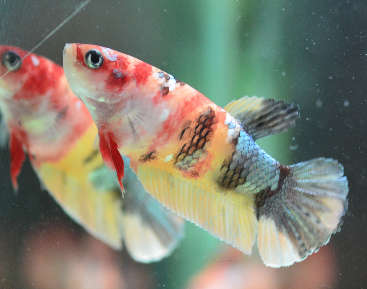 Copper Nemo HMPK Female
