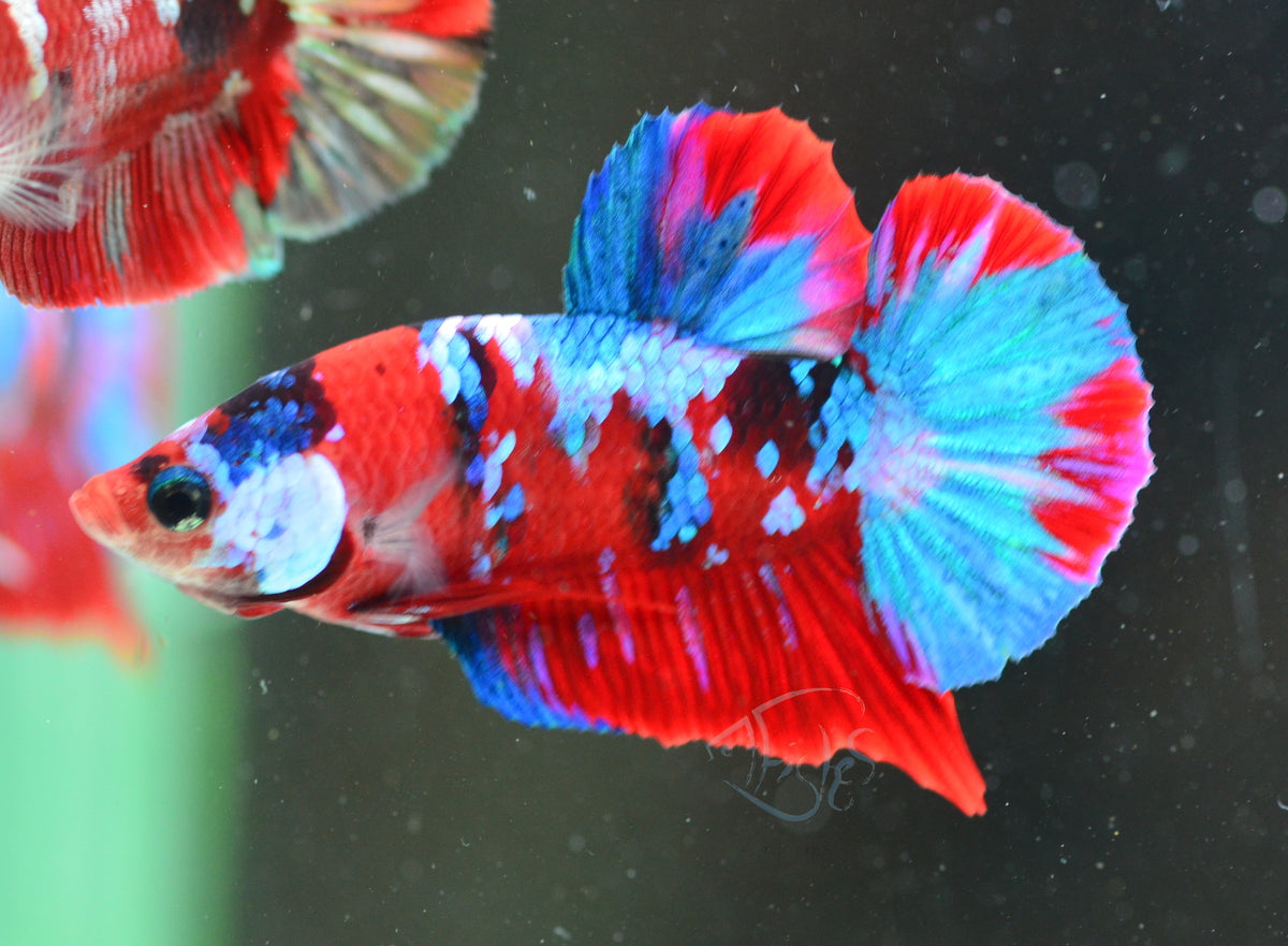 Red Galaxy HMPK Male