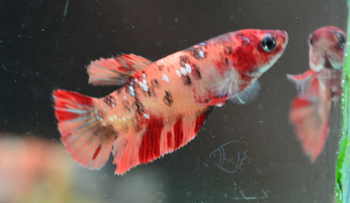 Copper Nemo HMPK Female