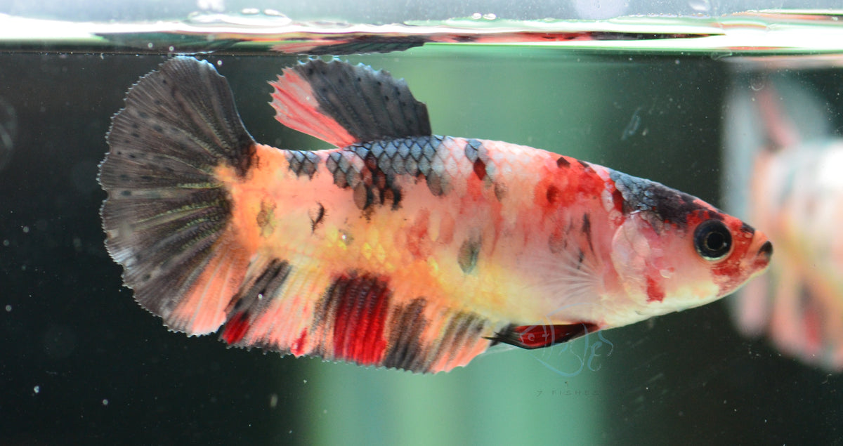 Copper Nemo HMPK Female