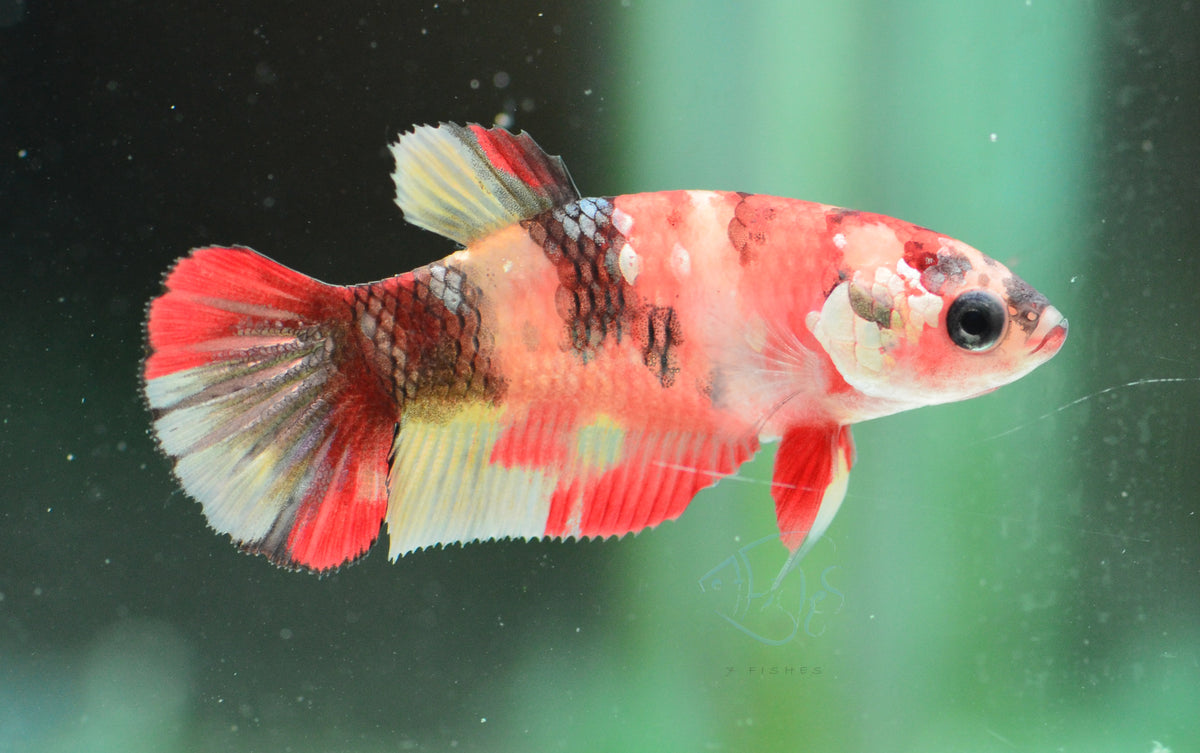 Copper Nemo HMPK Female