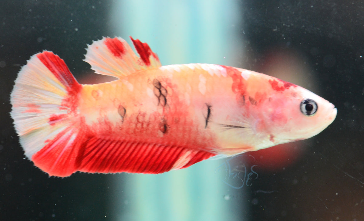 Copper Nemo HMPK Female