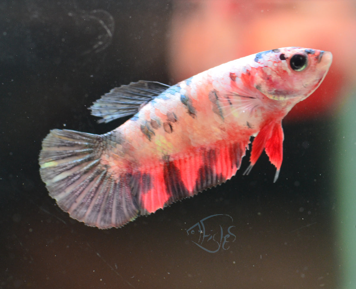 Copper Nemo HMPK Female