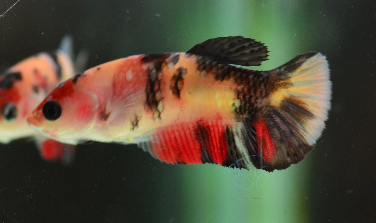Copper Nemo HMPK Female