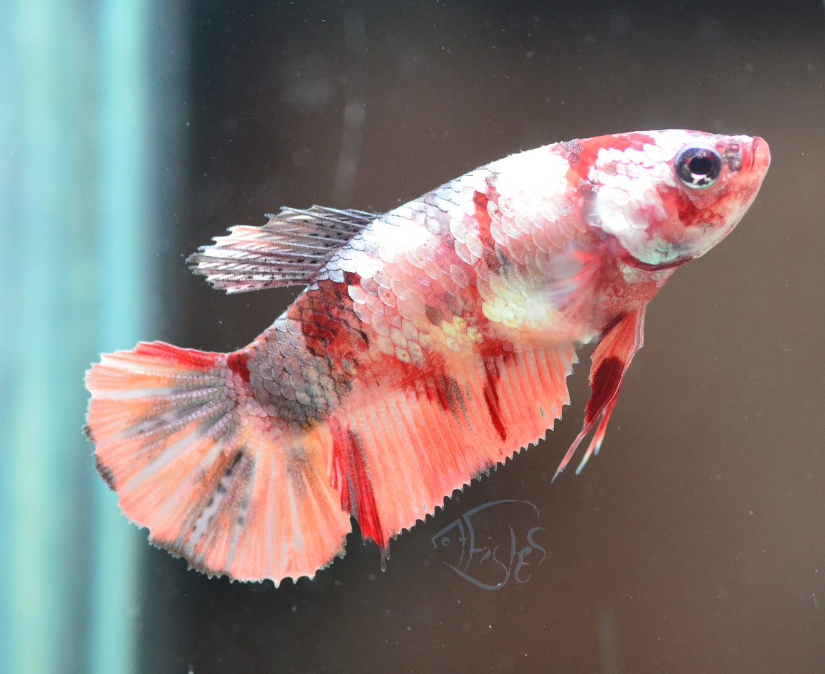 Copper Nemo HMPK Female