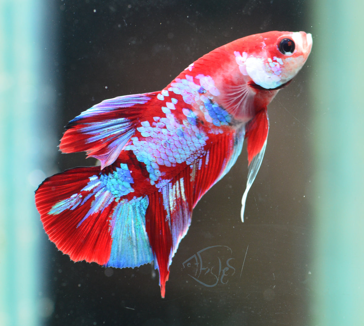 Red Galaxy HMPK Male