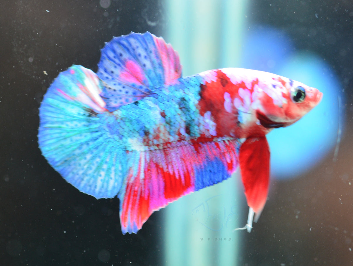 Red Galaxy HMPK Male