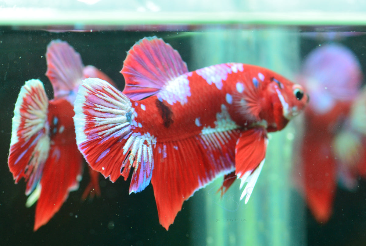 Red Galaxy HMPK Male