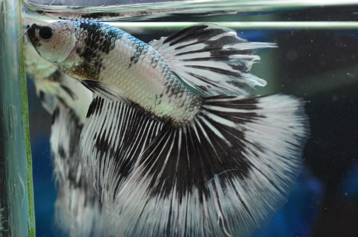 Black Marble Halfmoon Male