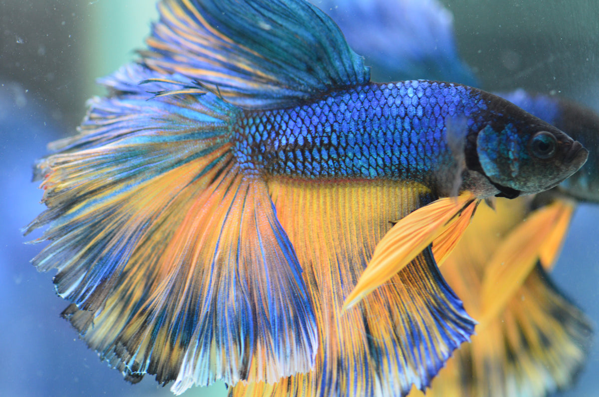 Blue Yellow Bicolour Halfmoon Male