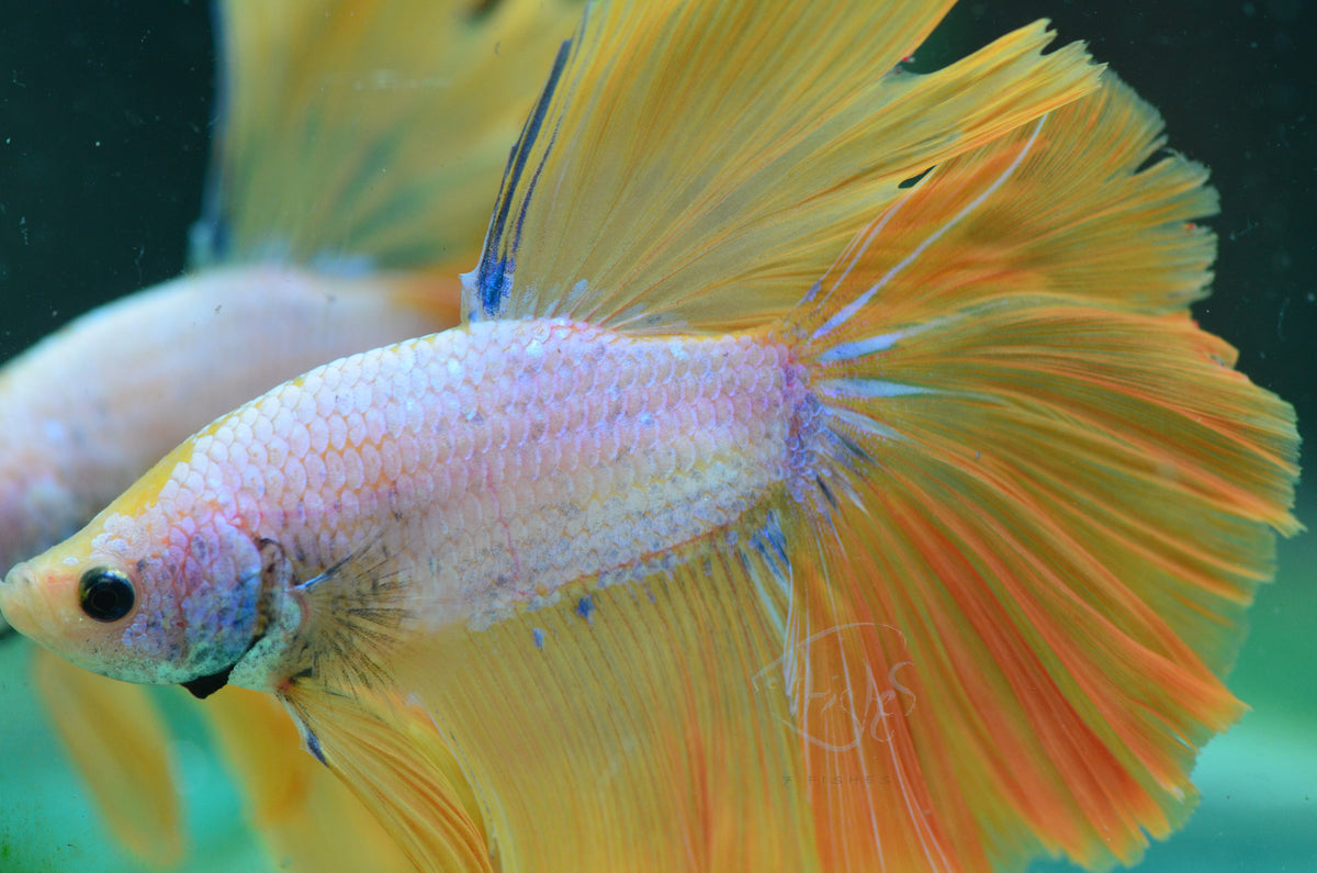 Yellow Bicolour Halfmoon Male