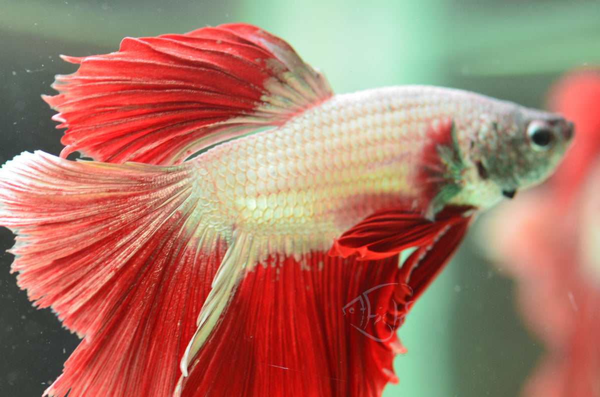 Red Dragon Halfmoon Male