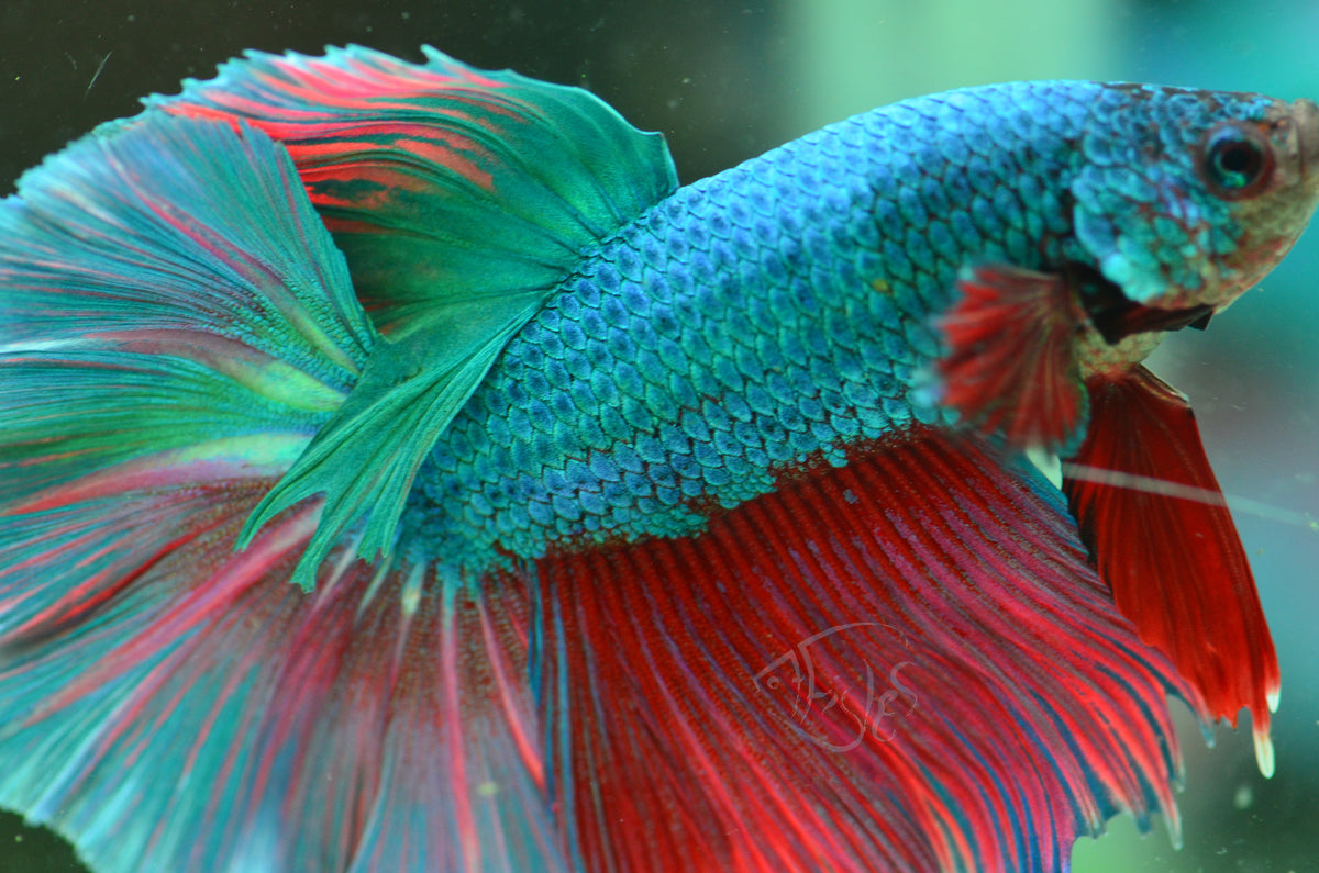 Turquoise Bicolour Halfmoon Male