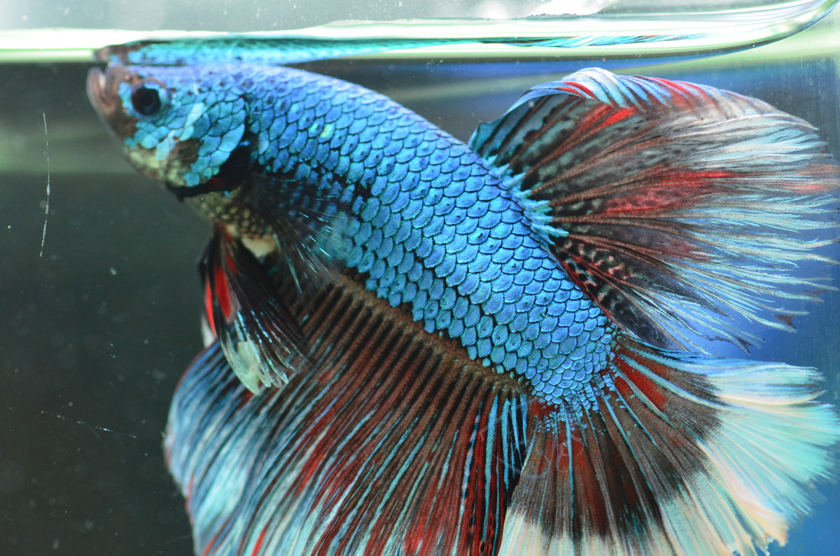 Blue Triband Halfmoon Male