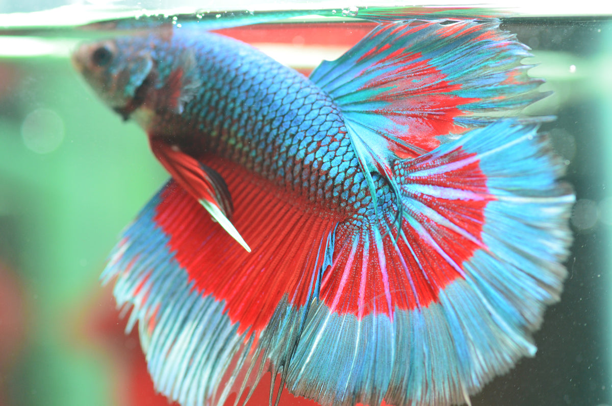 Turquoise Butterfly Halfmoon Male