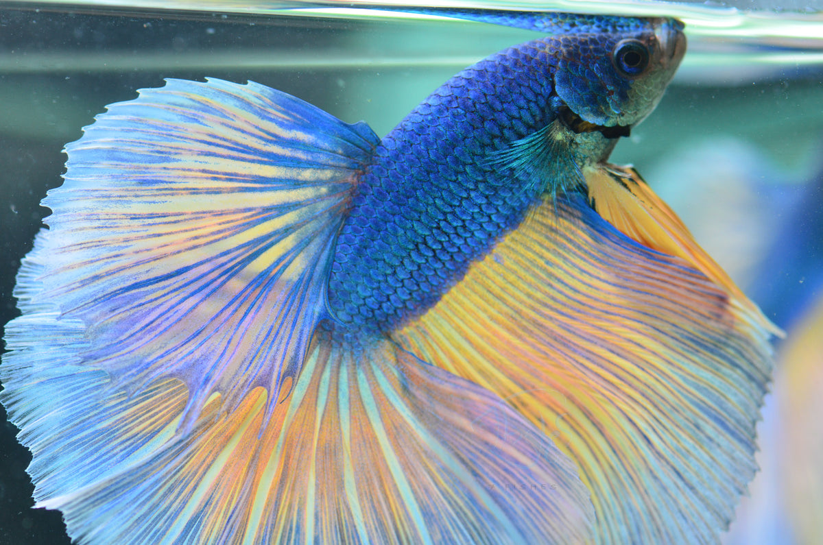 Blue Bicolour Halfmoon Male