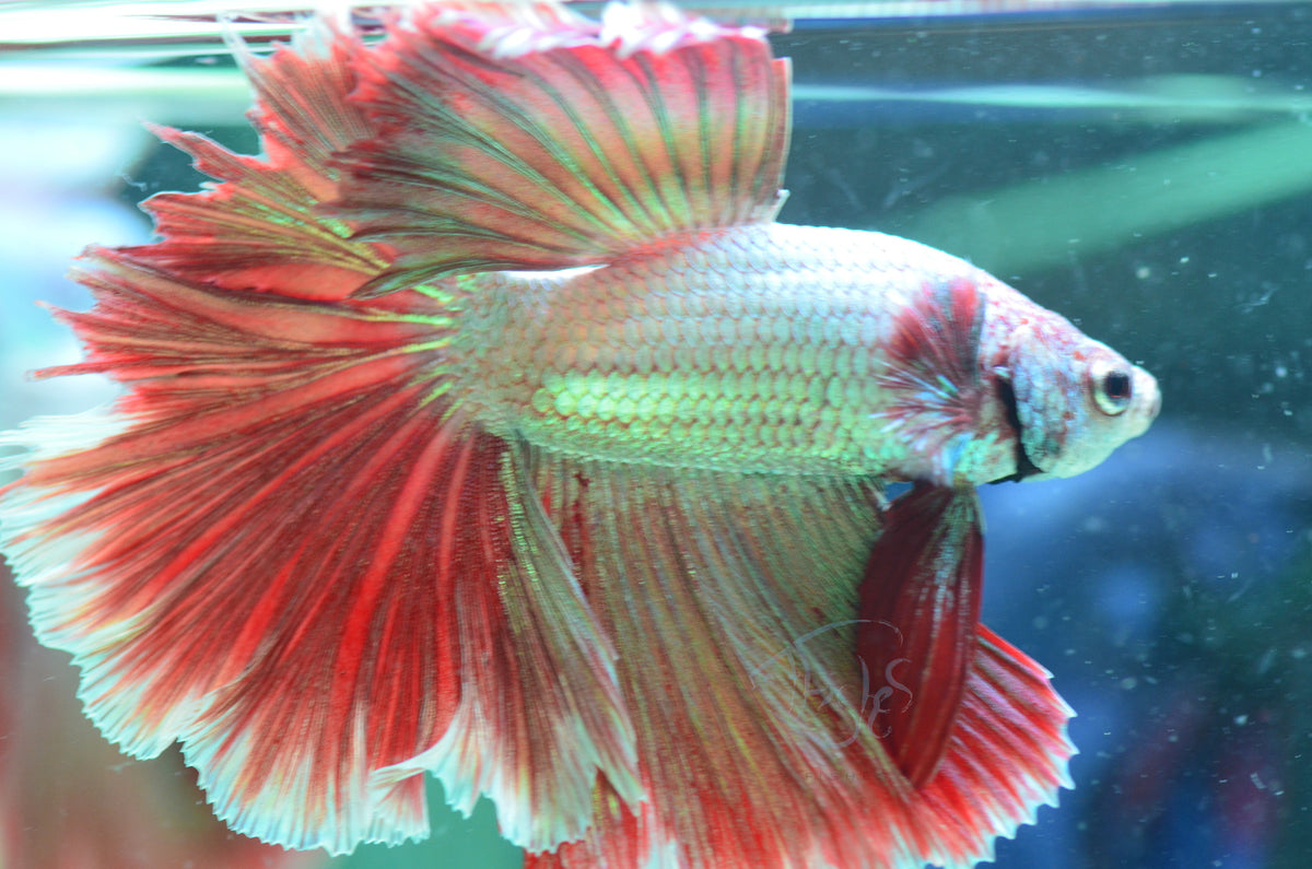 Red Snow Dragon Halfmoon Male