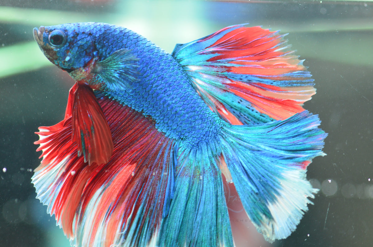 Turquoise Marble Halfmoon Male